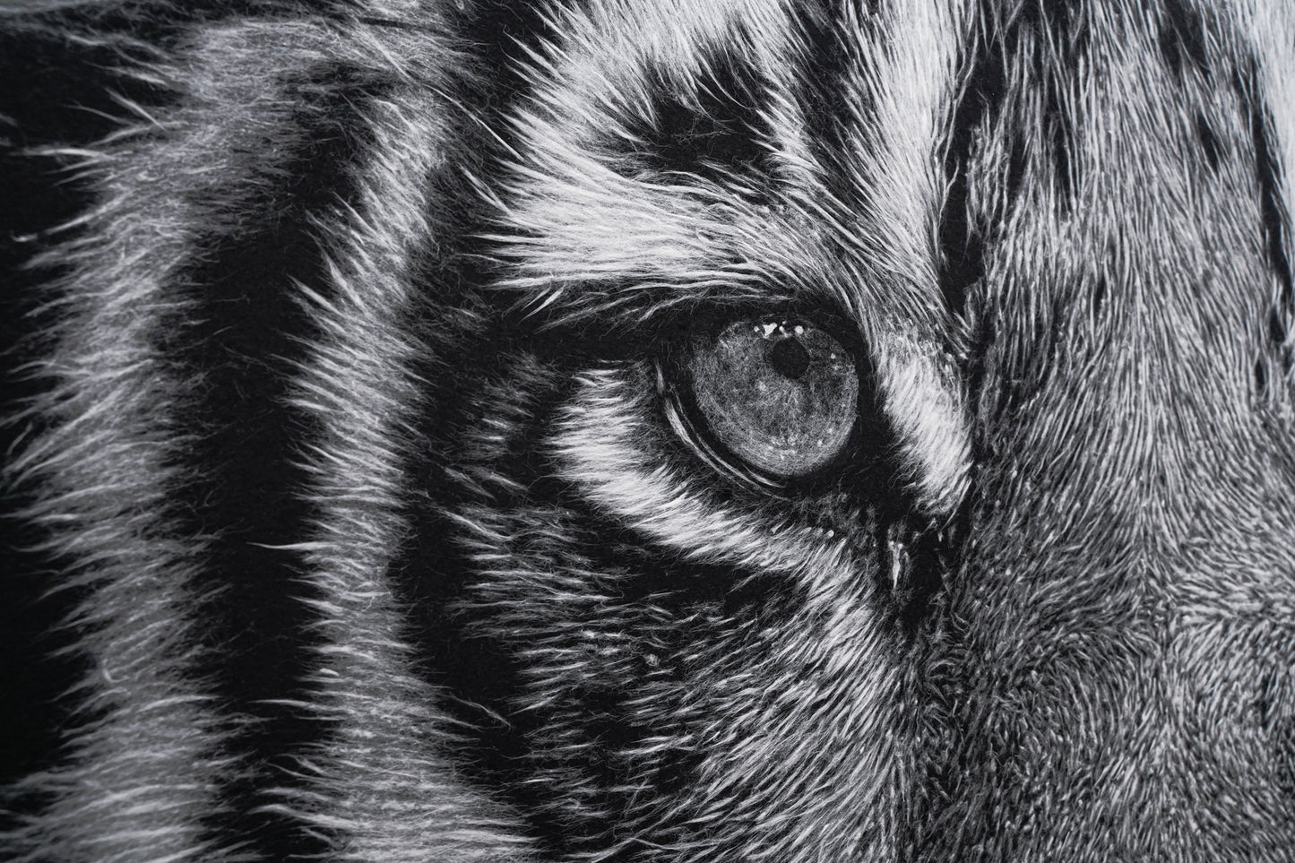 Gazer02