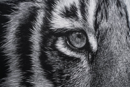 Gazer02