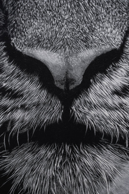 Gazer02