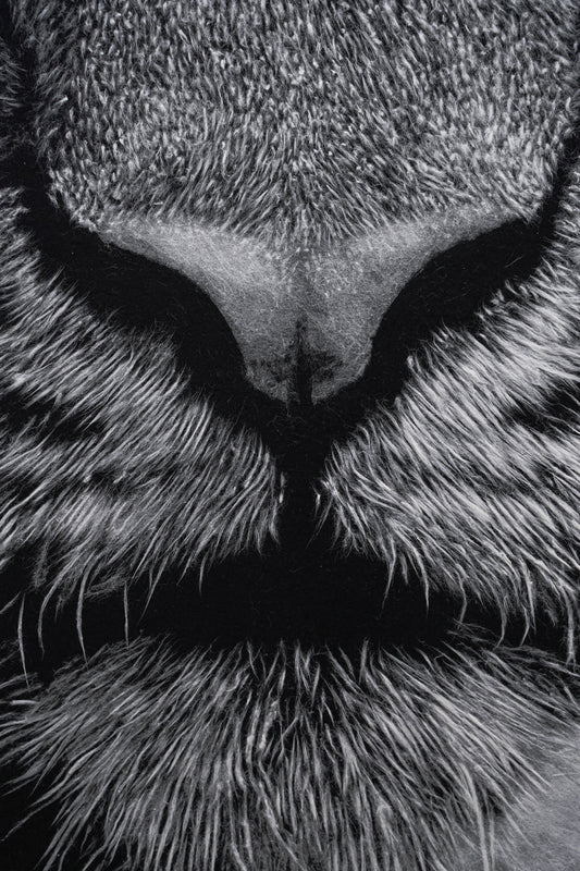 Gazer02